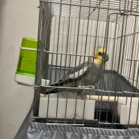 عروس هلندی نر