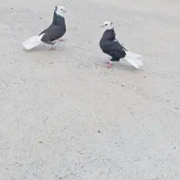 کبوتر