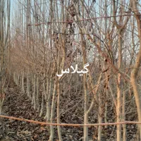 نهال پیوندی۱و۳ساله