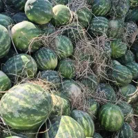 دنبال کارگر دائمی هستم