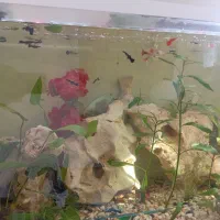 فروش ماهی گوپی ومولی