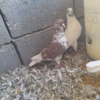 کفتر کبوتر