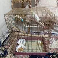 عروس هلندی لوتینو