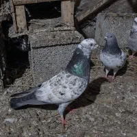 کبوترنرکاشانی پرشی  ساعت سنگین