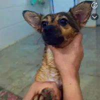 سگه گمشده|سگ|جیرفت, |دیوار