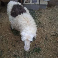 فروش بره نر نژاد شیرازی سر حال و درجه یک