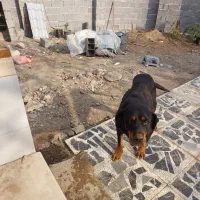 سگ ماده نژاد رتوایلر|سگ|آستانه اشرفیه, |دیوار