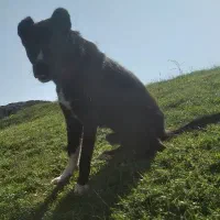 سگ سرابی|سگ|اردبیل, |دیوار