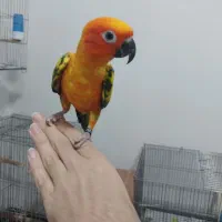 طوطی خورشیدی همراه با قفس|پرنده|شهریار, شهرک امیریه|دیوار