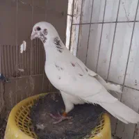 کبوتر میلومنز