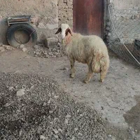 گوسفند یا کاور ورن سنجابی اصیل|حیوانات مزرعه|کوزران, |دیوار