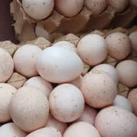 تخم بوقلمون نطفه دار تازه