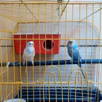 فروش دو مرغ عشق نر|پرنده|بهبهان, |دیوار