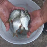 ماهی کپور بدون واسطه|ماهی|رشت, حومه رشت|دیوار