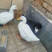 پرنده
