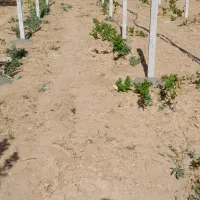 بلوک و پایه فنس|مصالح و تجهیزات ساختمان|کبودرآهنگ, |دیوار