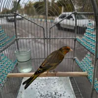 سهره قناری نازار مست مست