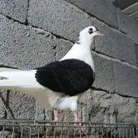 گمشده مژدگانی خوبی داره