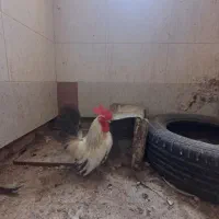 مجسمه خروس
