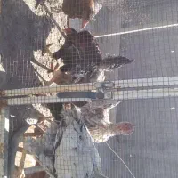 جوجه مرغ خروس