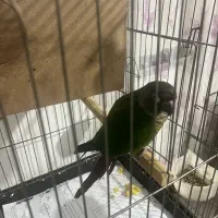 طوطی گرینجیگ