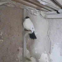 کفتر شهری یال و خوشرنگ سیاه