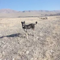 شهرستان‌چایپاره‌روستای‌شورجاع|سگ|قره ضیاالدین, |دیوار