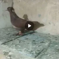 فیلی مایا فراری دادم