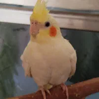 عروس هلندی جوجه|پرنده|یزد, |دیوار