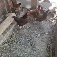 مرغ خانگی تخم گذار