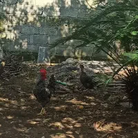 مرغ و خروس آمروک