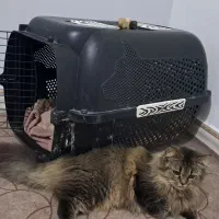 گربه ماده بیریتیش پرشین|گربه|محمدشهر, زیبادشت|دیوار