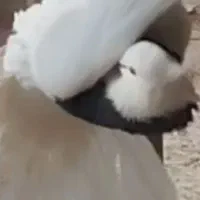 ۲کبوتر گمشده