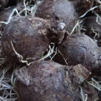 پیاز نرگس