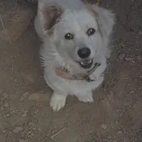 حیوان خانگی|سگ|زاوه, |دیوار