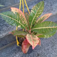 گل وگیاه طبیعی قیمت مناسب|گل و گیاه طبیعی|برازجان, |دیوار