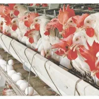 پخش تخم مرغ  انتظار