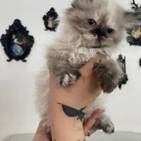 واگذاری گربه هیمالین ماده