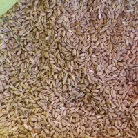 گندم دیم فروشی مناسب برای بذر