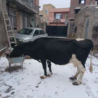 فروش گاو هلشتاین