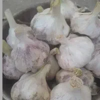 فروش سیر محلی‌...
