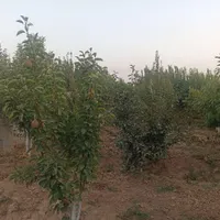 فروش زمین ۵۰۰ متری در مشکین دشت