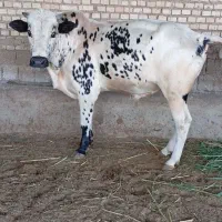 گاو نر در حمیدیه|حیوانات مزرعه|حمیدیه, |دیوار