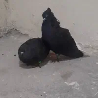 جفت سیاه دم سفید|پرنده|شیراز, بازار|دیوار