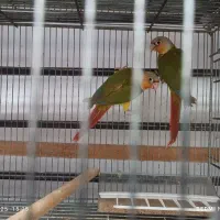 جوجه گرین چیک