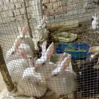 خرگوش|موش و خرگوش|تهران, بلوار کشاورز|دیوار