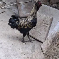 خروس لاری