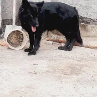 ماده ژرمن بلک شولاین پرپشم باشیب مناسب|سگ|مشهد, انقلاب|دیوار