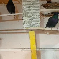 پرنده فروشی تک فنوش آباد|پرنده|ابهر, |دیوار