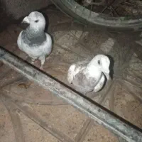 یک جفت کفتر نر ماده آلمانی کیلومتری